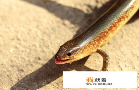 现在，在大田里为什么很少再见到青蛙、蟾蜍、四脚蛇、麻雀、七星瓢虫等这些小动物了呢？