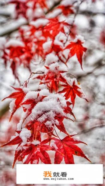 发几张你手机里这两天拍的一组雪天美景照片吧?看看你那里有多美? 发几张你手机里这两天拍的一组雪天美景照片吧?看看你那里有多美?