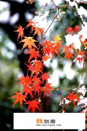 发几张你手机里这两天拍的一组雪天美景照片吧?看看你那里有多美? 发几张你手机里这两天拍的一组雪天美景照片吧?看看你那里有多美?