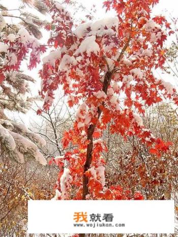 发几张你手机里这两天拍的一组雪天美景照片吧?看看你那里有多美? 发几张你手机里这两天拍的一组雪天美景照片吧?看看你那里有多美?