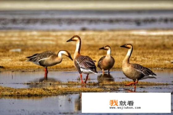 海拉尔,额尔古纳,根河,室韦,黑山头,满洲里,阿尔山,这一圈,酒店有什么推荐吗? 海拉尔,额尔古纳,根河,室韦,黑山头,满洲里,阿尔山,这一圈,酒店有什么推荐吗?