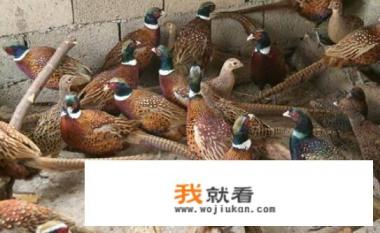 农民有特殊工种怎么办退休? 农民有特殊工种怎么办退休?