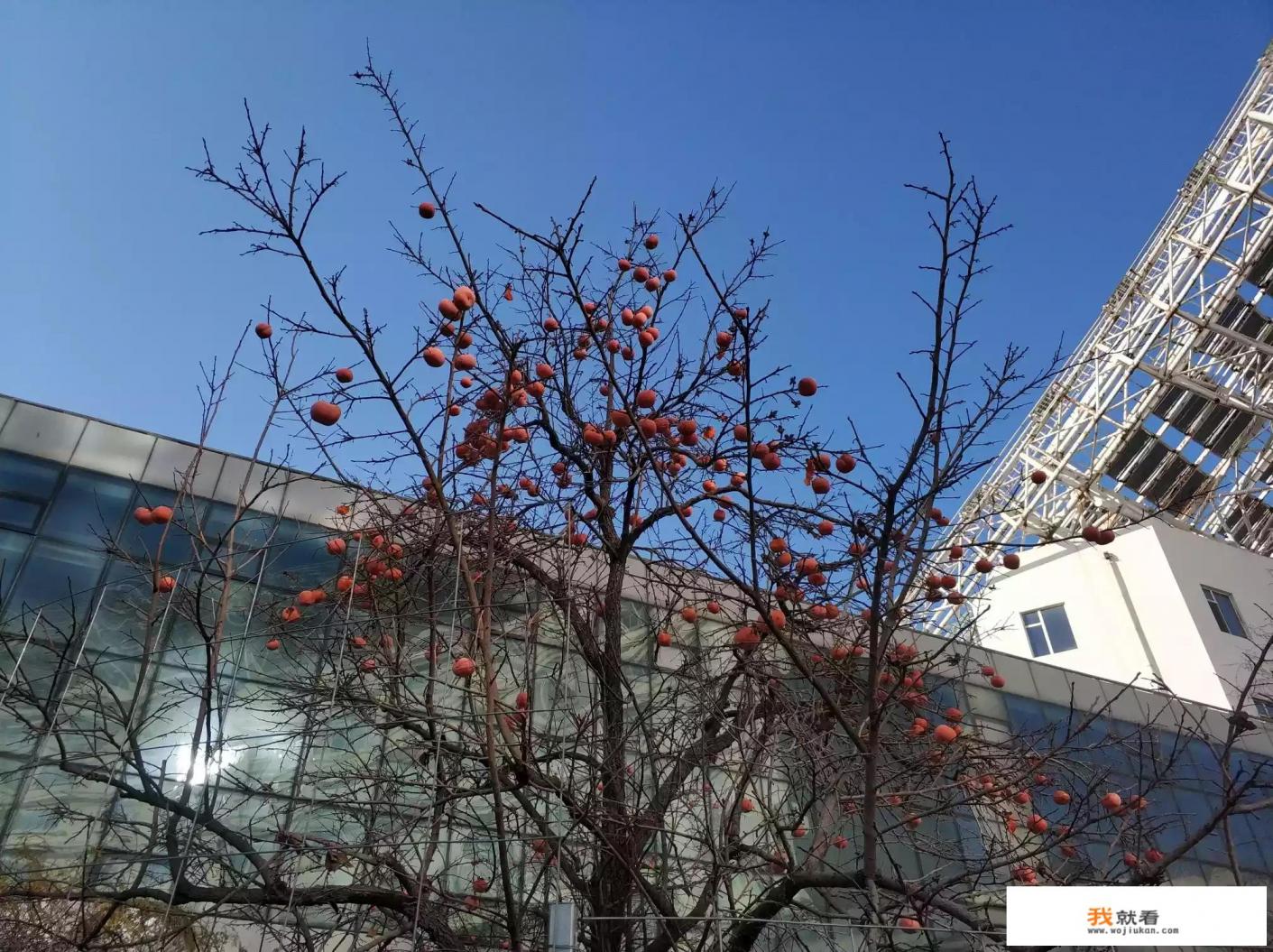 汽车节油器真的管用吗? 汽车节油器真的管用吗?