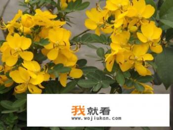 黄色的槐花能吃吗? 黄色的槐花能吃吗?