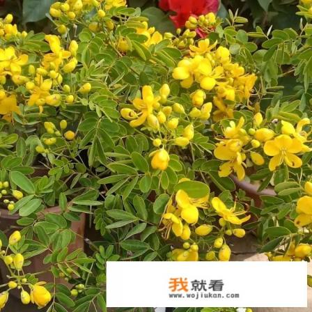 黄色的槐花能吃吗? 黄色的槐花能吃吗?