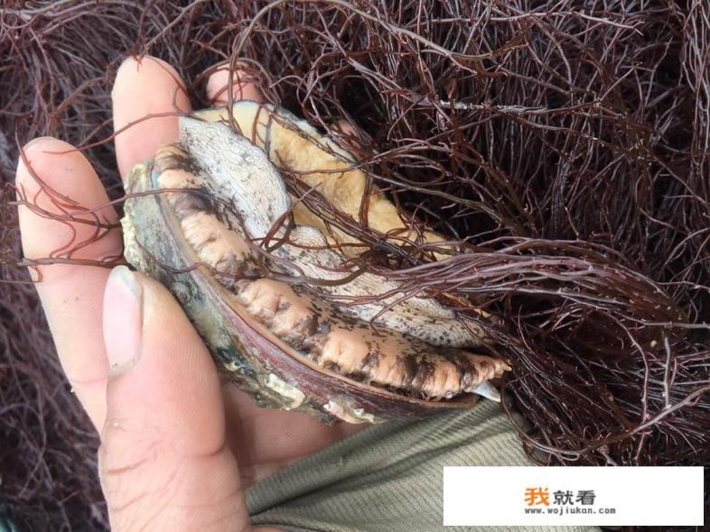 活鲍鱼怎么养? 活鲍鱼怎么养?