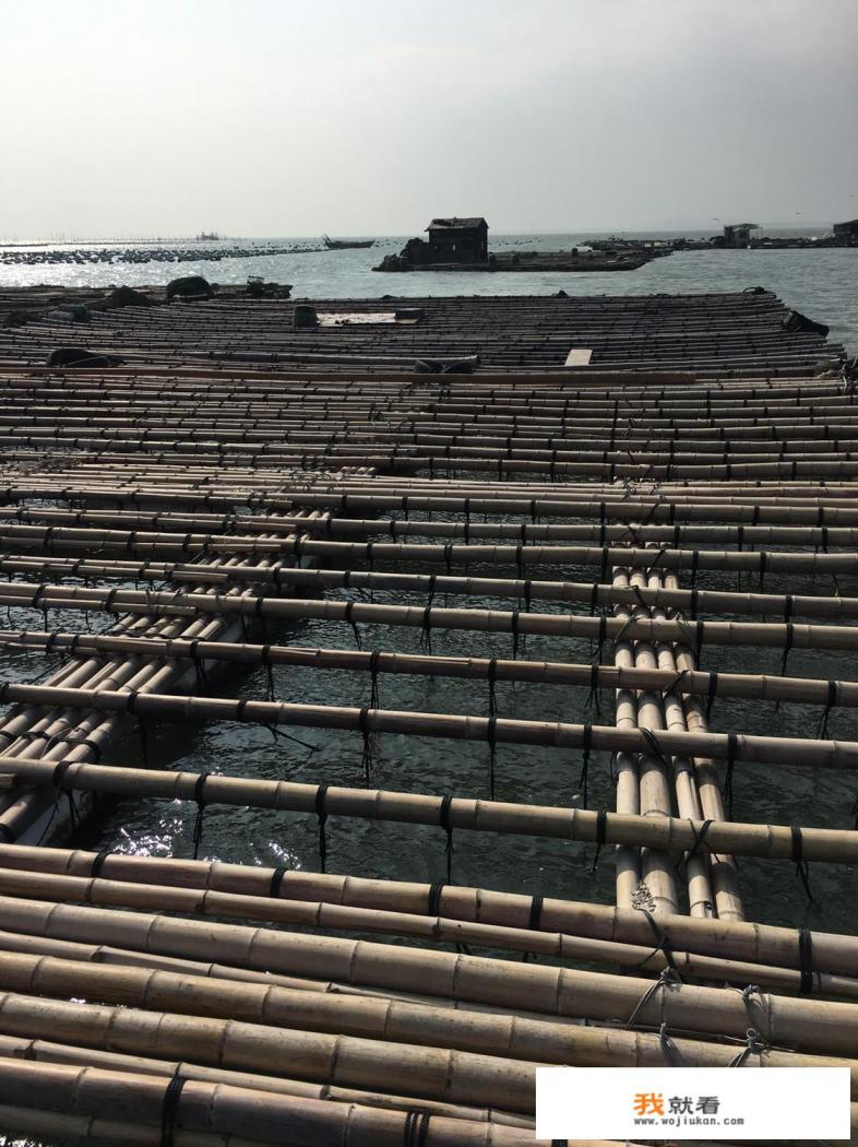 活鲍鱼怎么养? 活鲍鱼怎么养?