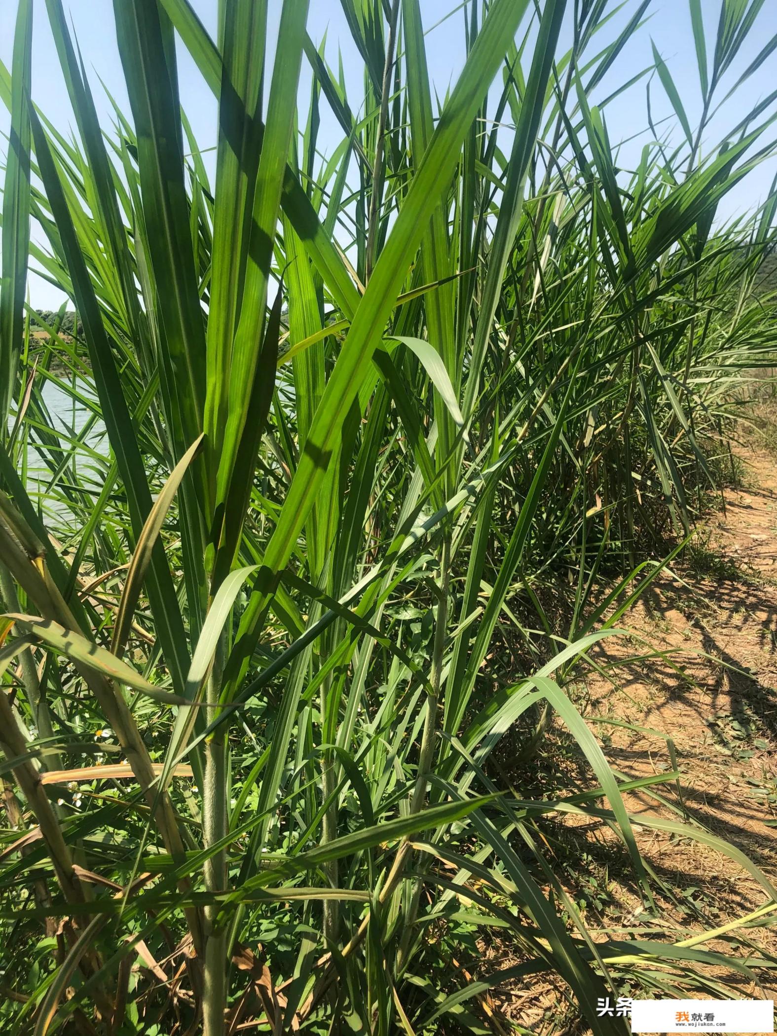 李英文拍视频就可以赚钱,我也能这样吗? 李英文拍视频就可以赚钱,我也能这样吗?