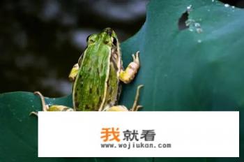 神印王座月姐是谁? 神印王座月姐是谁?