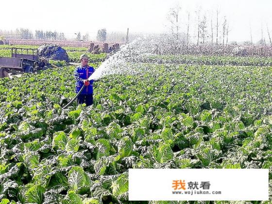 种大白菜怎样浇水？