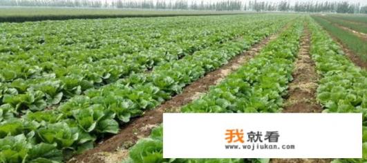 种大白菜怎样浇水？