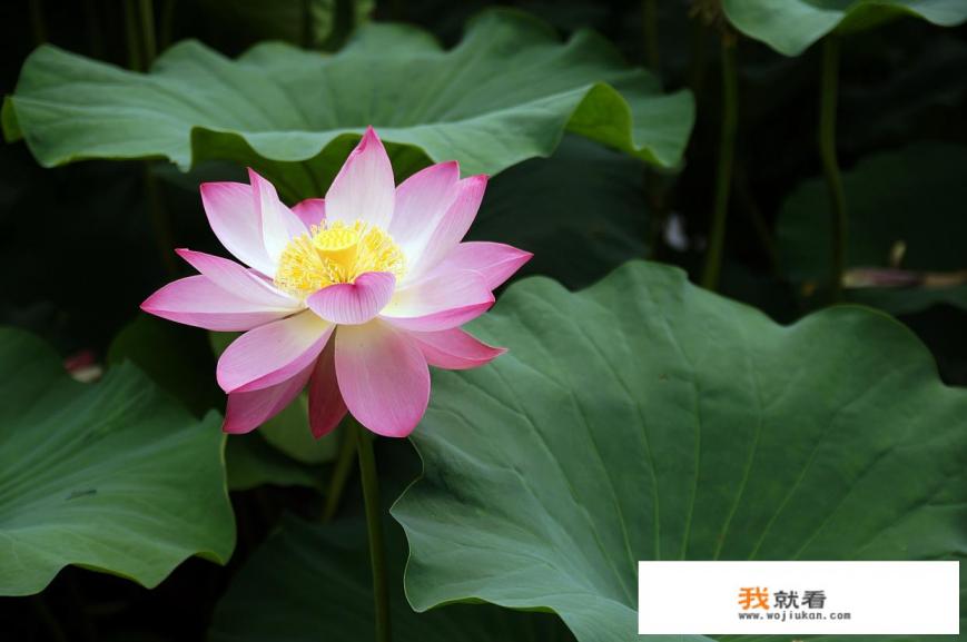 东莞巿有哪些公园? 东莞巿有哪些公园?