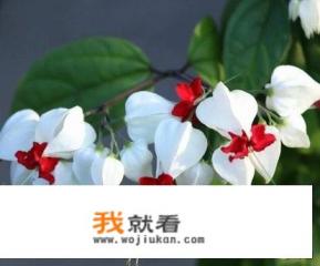 龙吐珠怎么养才开花？