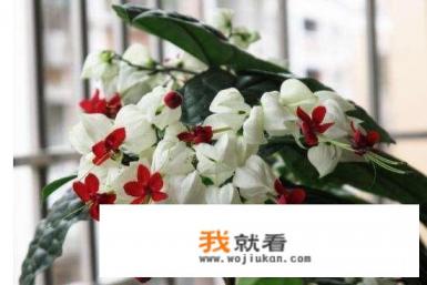 龙吐珠怎么养才开花？