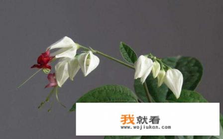 龙吐珠怎么养才开花？