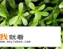 鲜马齿苋包子好吃吗？