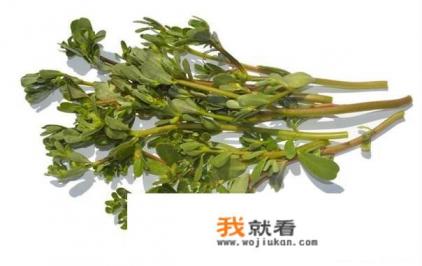 鲜马齿苋包子好吃吗？