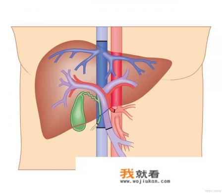 日常生活中吃什么东西养肝护肝呢? 日常生活中吃什么东西养肝护肝呢?
