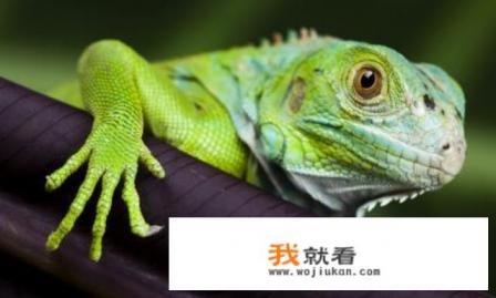 怎样给变色龙拍照? 怎样给变色龙拍照?