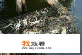 螃蟹养殖最新技术? 螃蟹养殖最新技术?