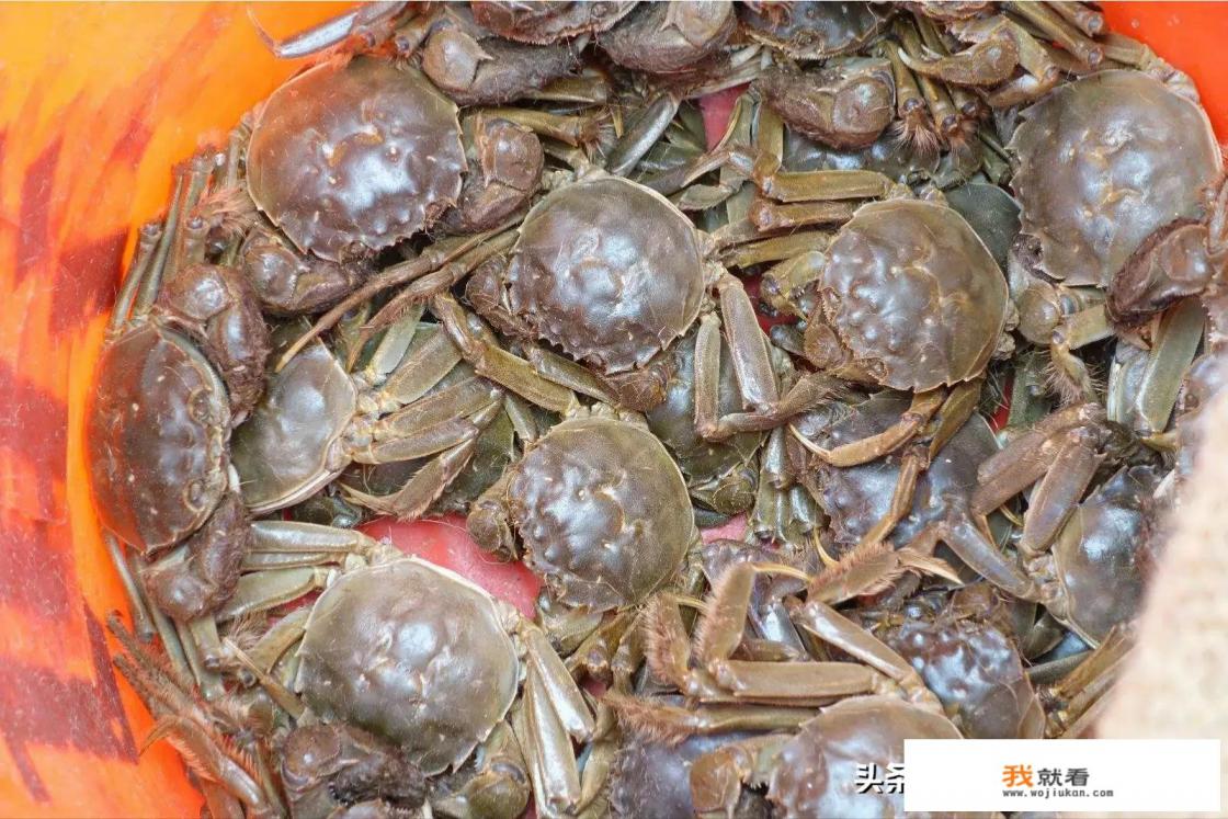 螃蟹养殖最新技术? 螃蟹养殖最新技术?