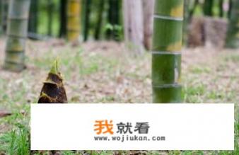 鞭笋是什么笋? 鞭笋是什么笋?