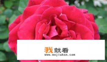 玫瑰花茶怎么泡? 玫瑰花茶怎么泡?