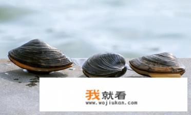 家里养河蚌应该喂些什么? 家里养河蚌应该喂些什么?