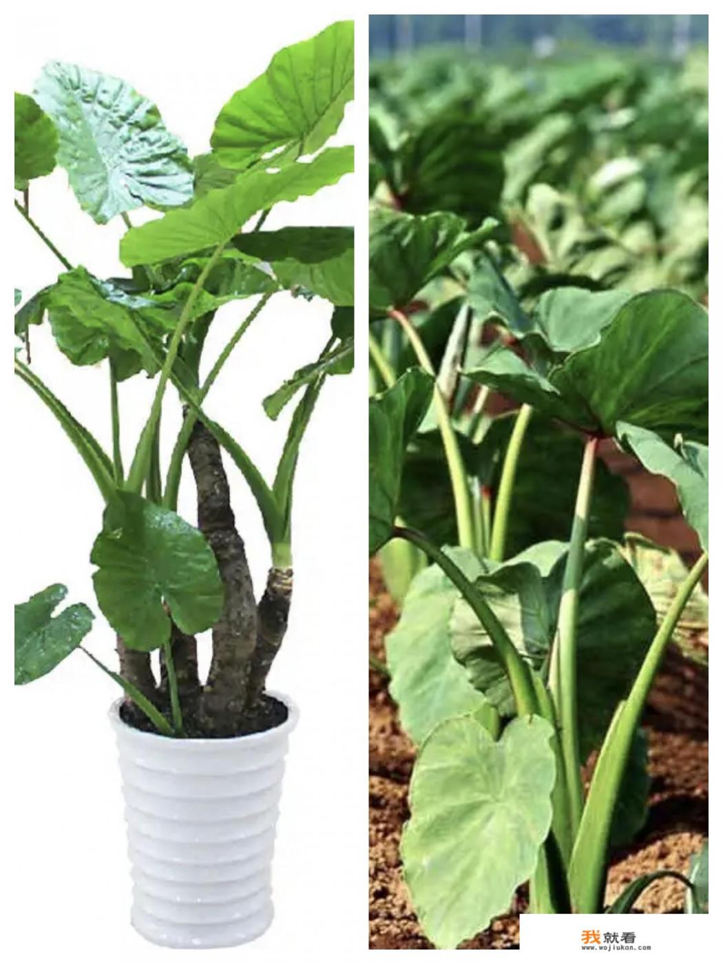 滴水观音和芋头图片对比？