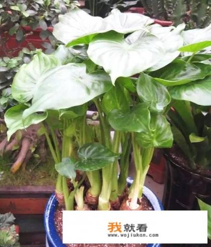 滴水观音和芋头图片对比？