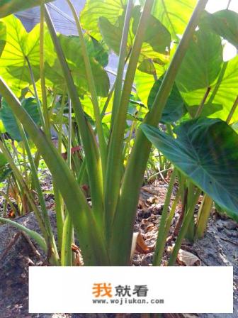 滴水观音和芋头图片对比？