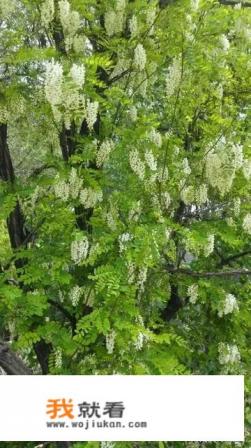 根、茎、叶、花、果菜类常见蔬菜每样是个都有什么？