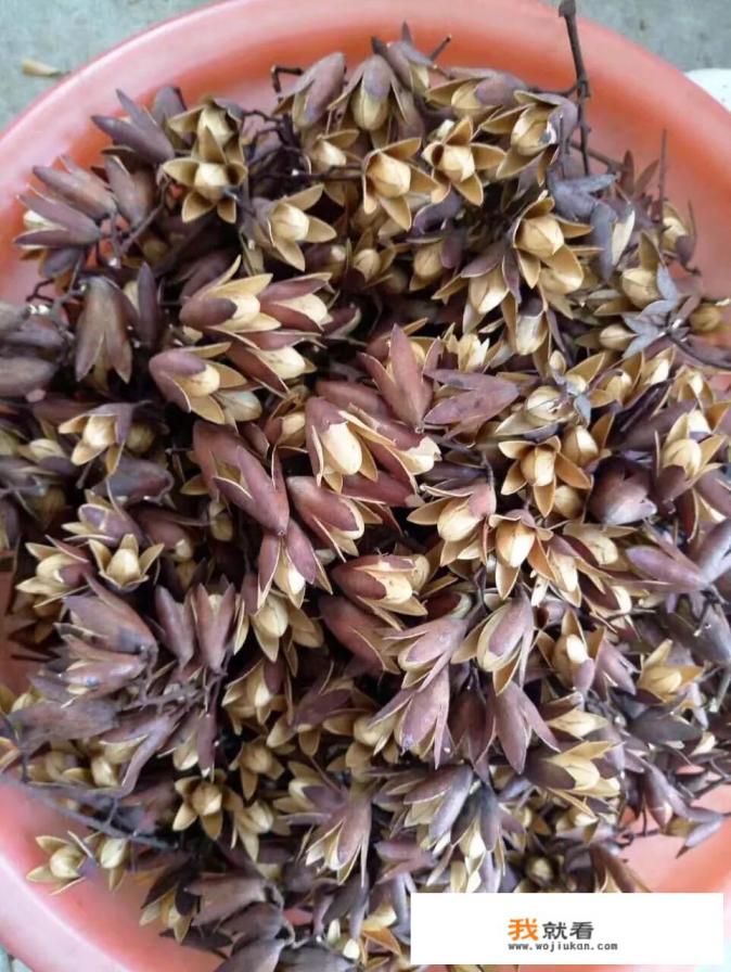 香椿种子育苗方法？