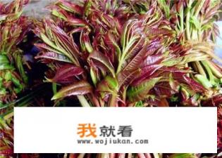 香椿种子育苗方法？