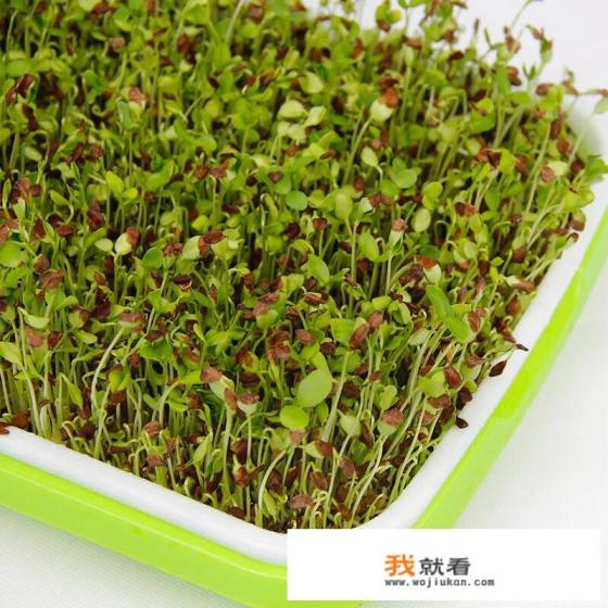 香椿种子育苗方法？