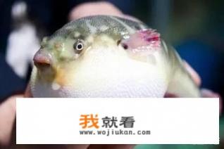 河豚有毒吗？