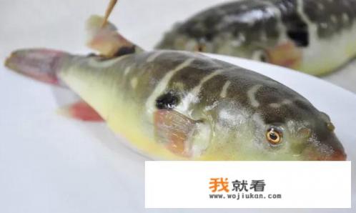 河豚有毒吗？