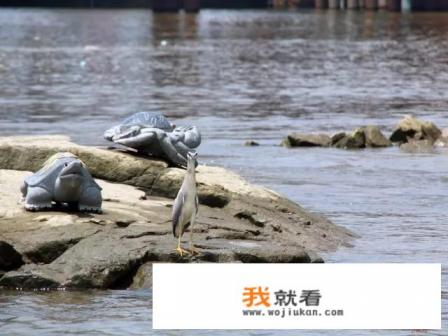 福州金山寺有被洪水淹过吗？