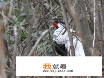 丹霞山为什么游客不多？