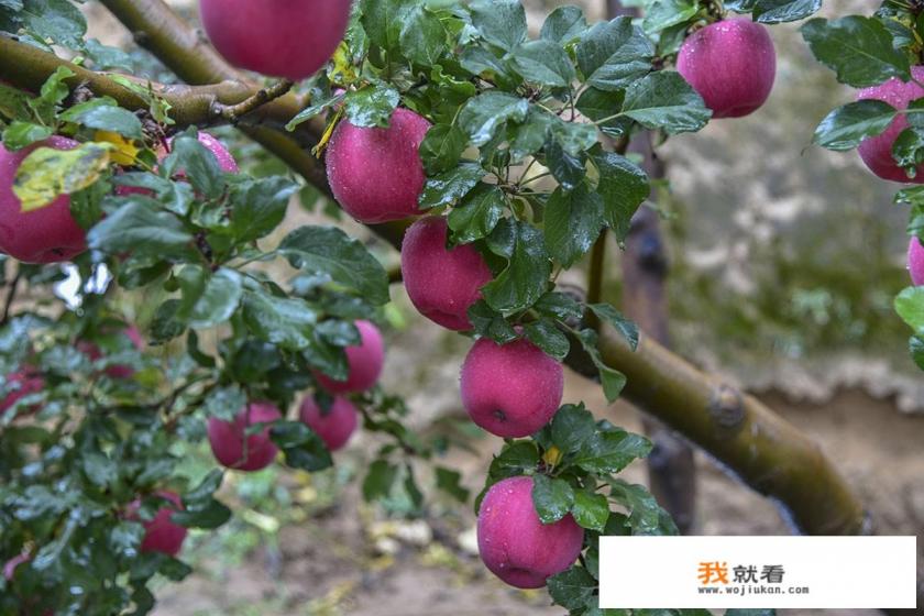 为什么人们会把苹果叫红富士？