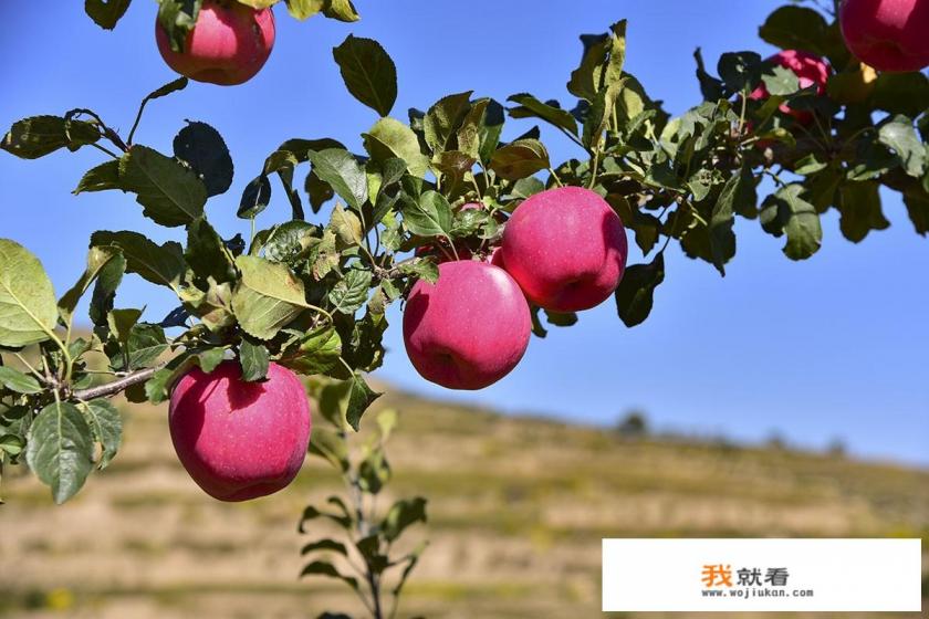 为什么人们会把苹果叫红富士？