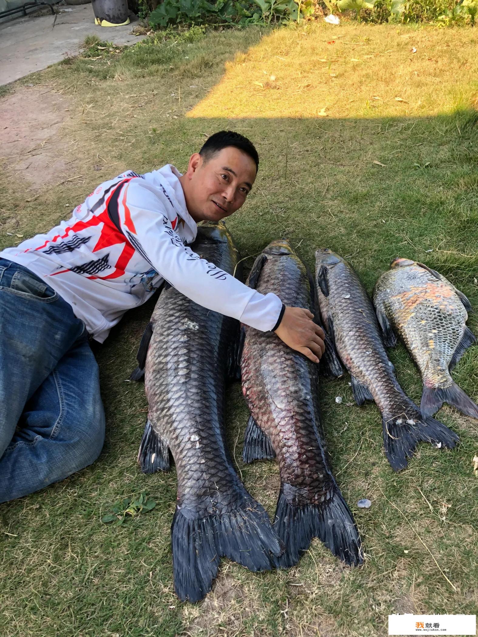 高温天气大青鱼多少度开口进食？