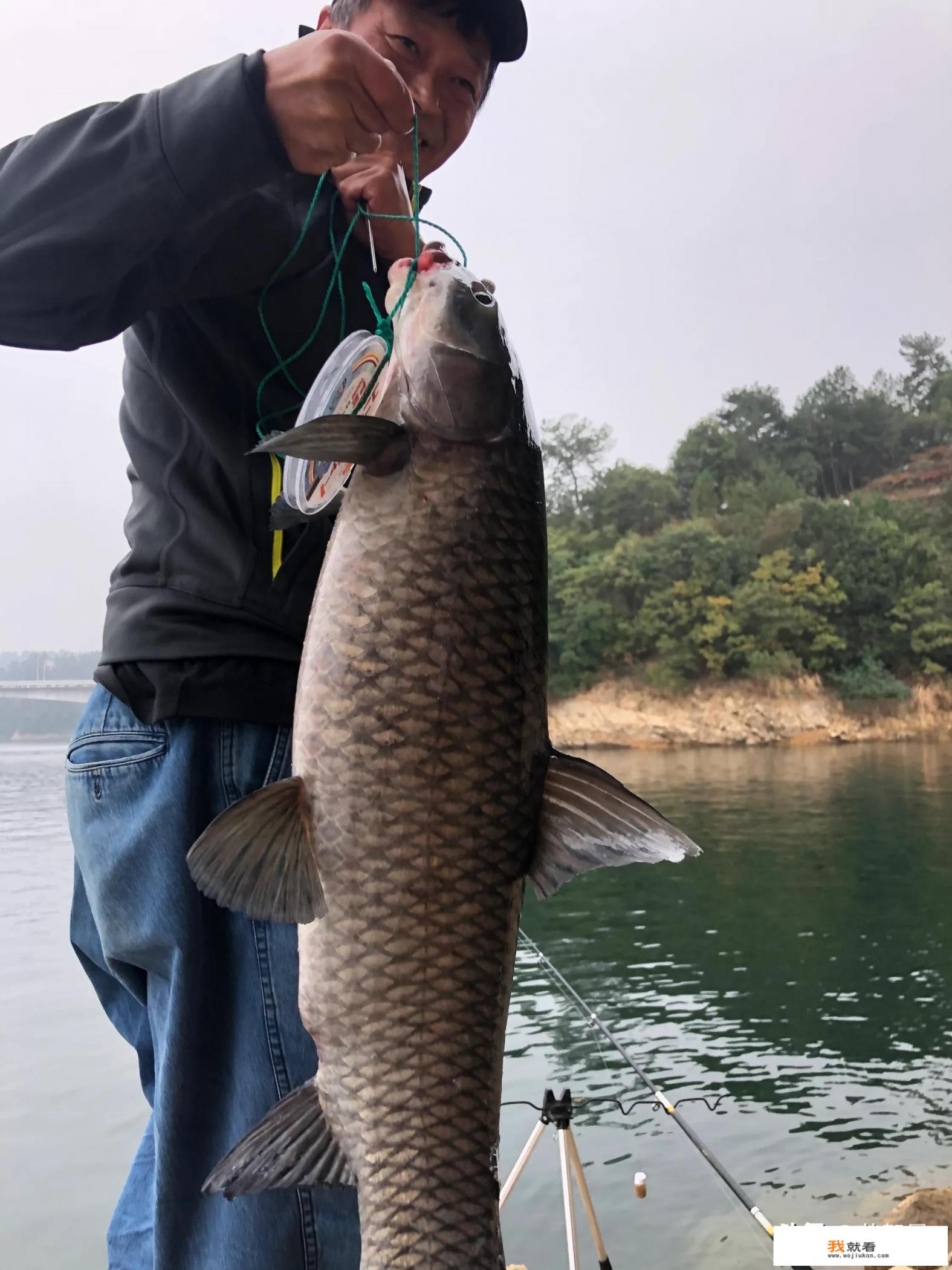 高温天气大青鱼多少度开口进食？