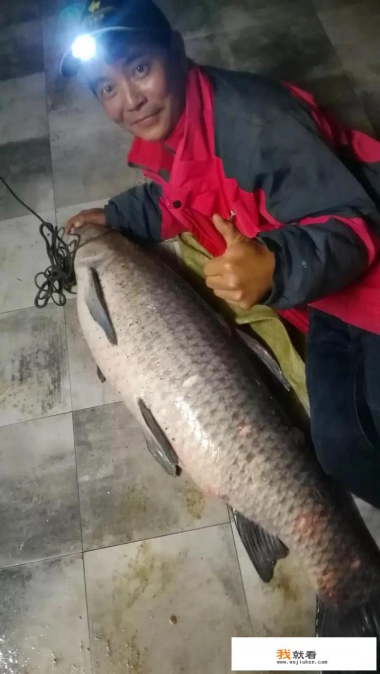 高温天气大青鱼多少度开口进食？