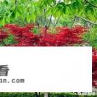 鸡爪槭的寓意大概就好，谢谢？