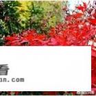 鸡爪槭的寓意大概就好，谢谢？