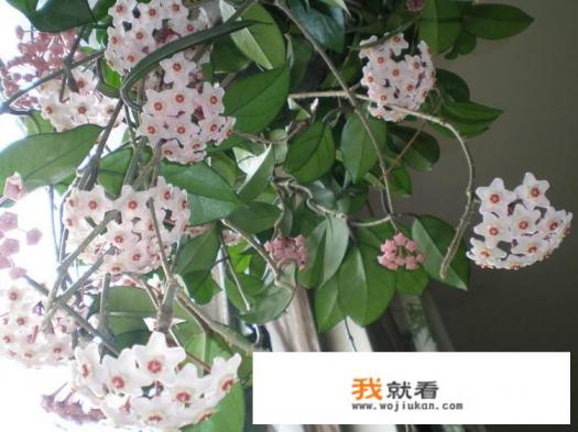 养球兰需要打顶吗？