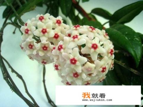 养球兰需要打顶吗？