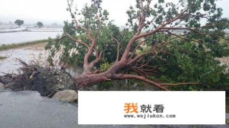 16级台风威力多大? 16级台风威力多大?