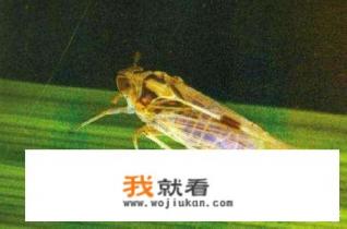 治腻虫最好的方法？